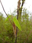 Bamboo was omnipresent and varied from shoots to 40 foot giants