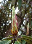 Thousands of Rhododendron buds hung about us in the forest