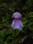 flowering plants were abundant