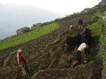 Ploughing by hand