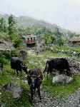 The trail winds its way past fields and buffalo and Pamela treks past towards Totopani