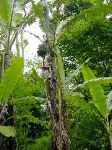 One of the local crops, bananas were abundant.