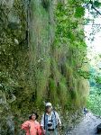 The plant life growing in the gorge was well adapted to this harsh steep environment.