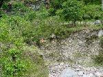 Every so often we would see small private bridges.  Here is one in use for hauling grass across the river.