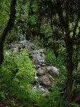 View through the brush