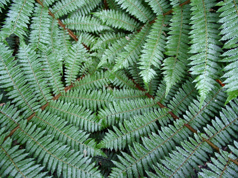 Portrait of a fern