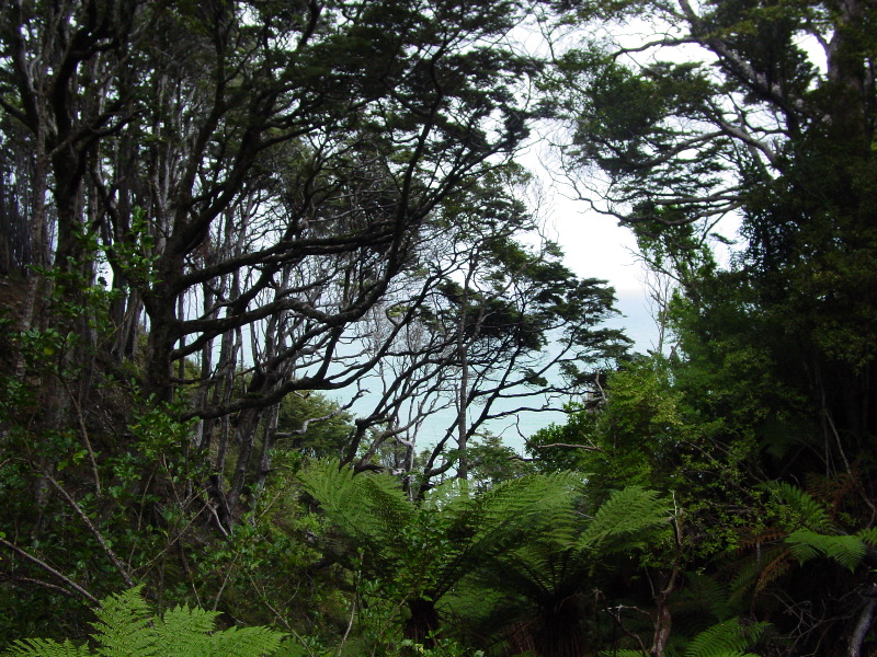 Mouth of the forest