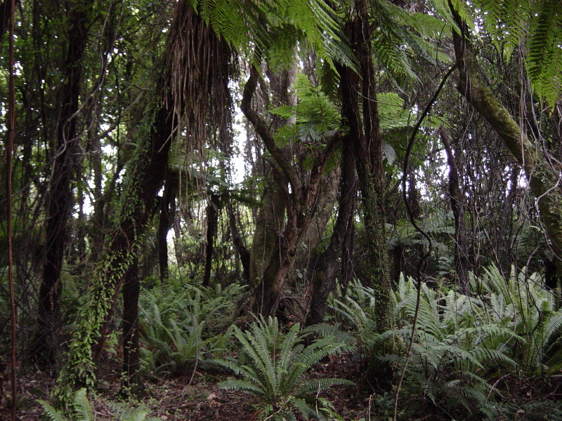 More Ferns