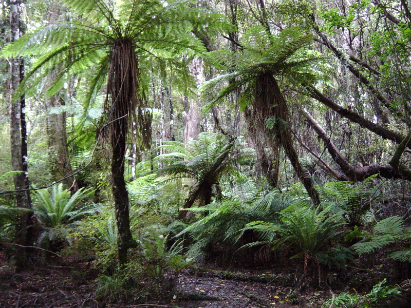 Fern Trio