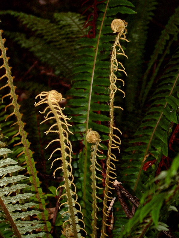 Fern Heads