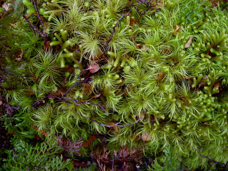 Moss up close