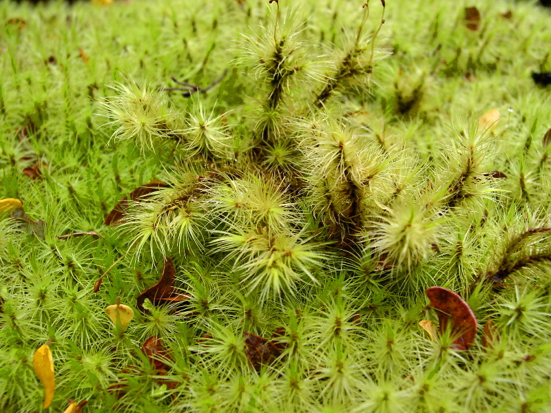 Amazing moss