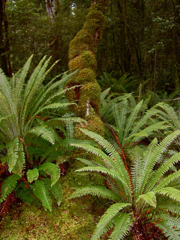 Moss and Fern