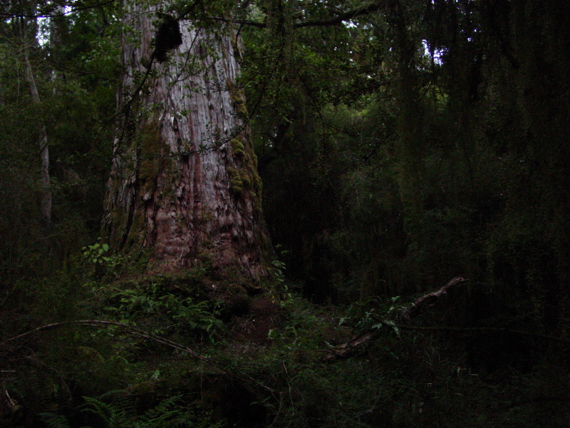 Ancient Totara