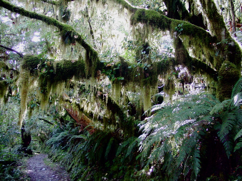 Tree Beards