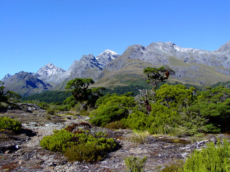 Mountain shrubs