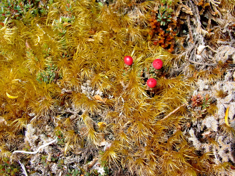 alpine berries