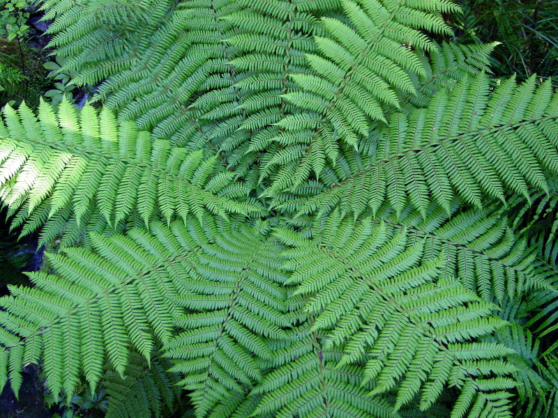 Fern