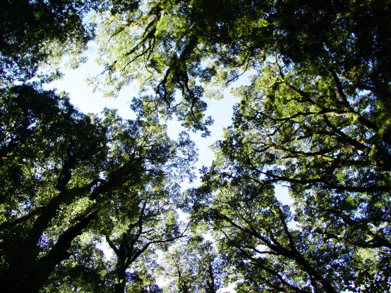 Canopy