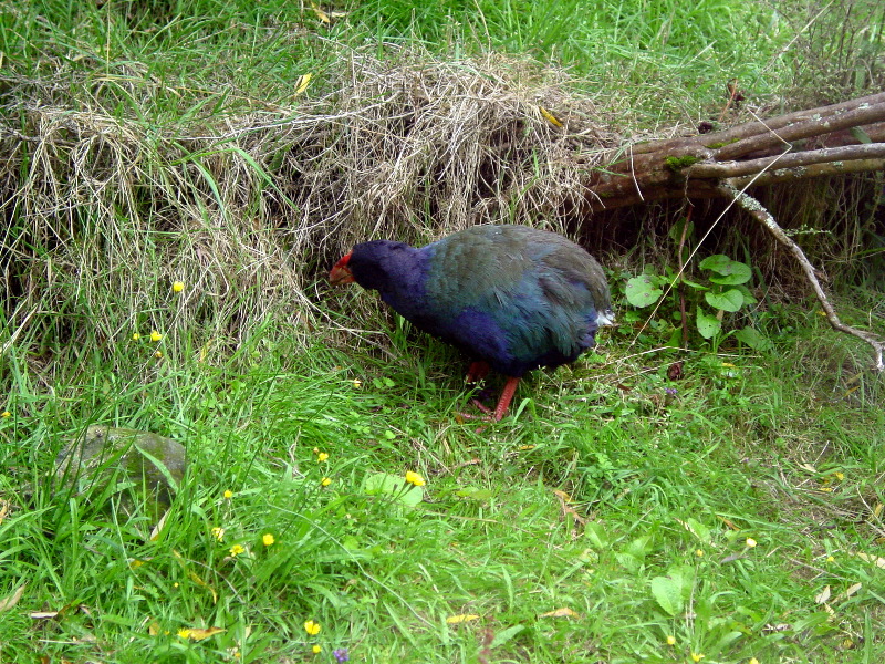 Takahe