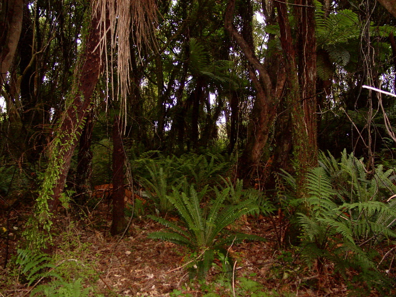 Lush foliage