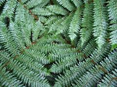 Portrait of a fern