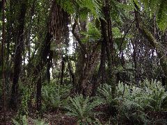 More Ferns