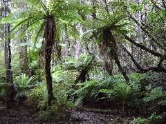 Fern Trio