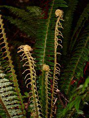 Fern Heads