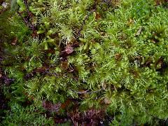 Moss up close