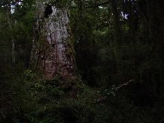 Ancient Totara