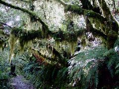 Tree Beards