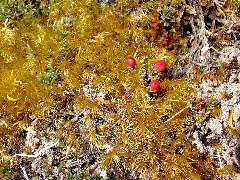 alpine berries