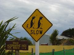 Penguins Crossing