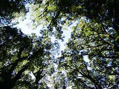 Canopy