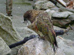 Kea