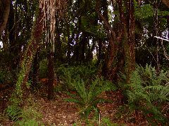 Lush foliage