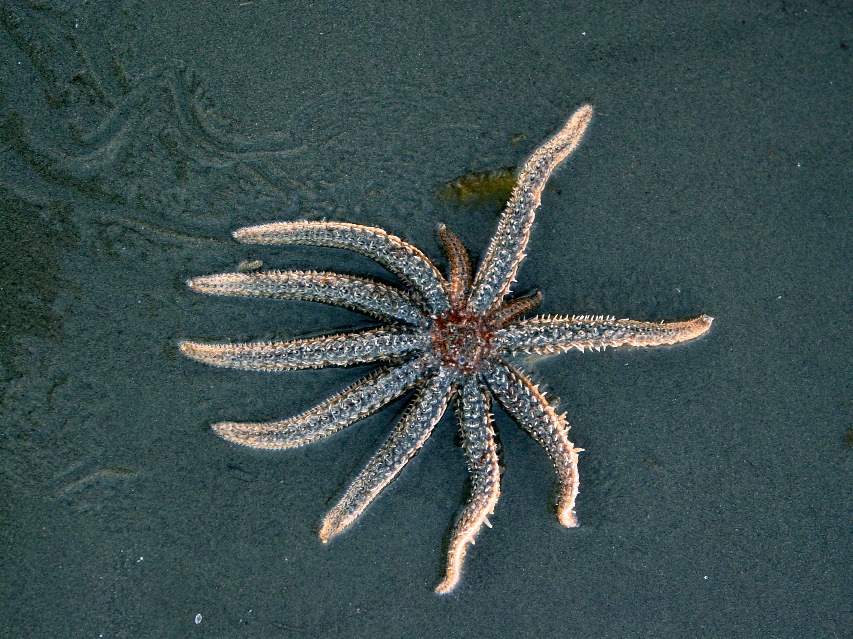 Starfish