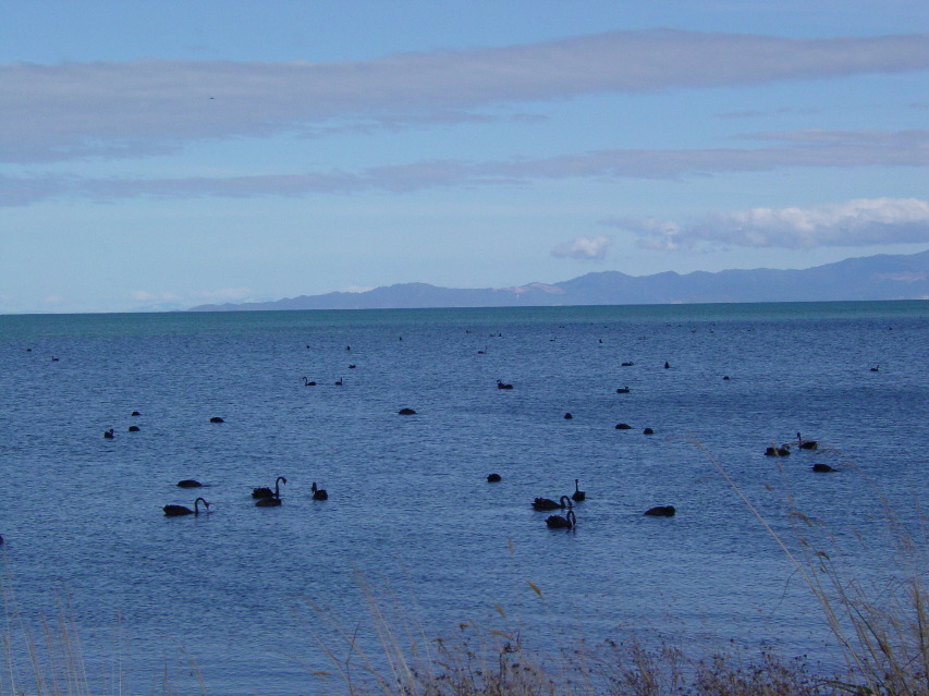 Black Swans