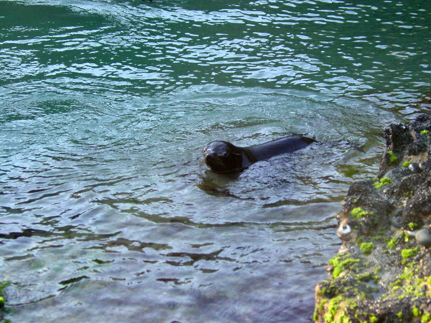 Seals!