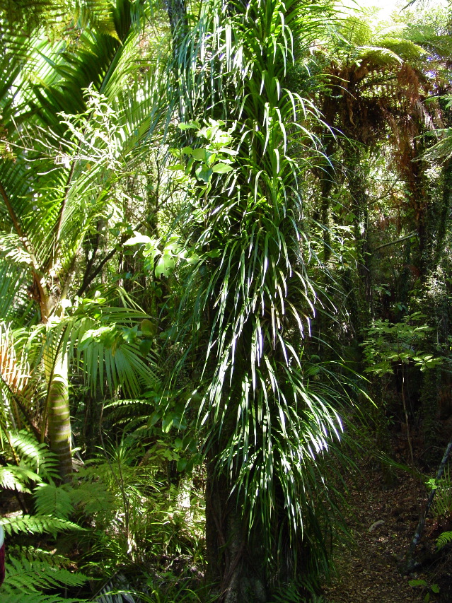 Forest Foliage