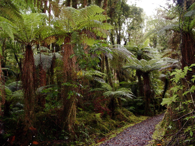 Path Through the Forest