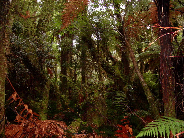 Dense Foliage