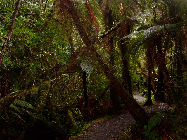 A Stroll Through Fernwood