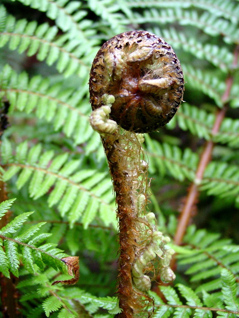 Fern Head