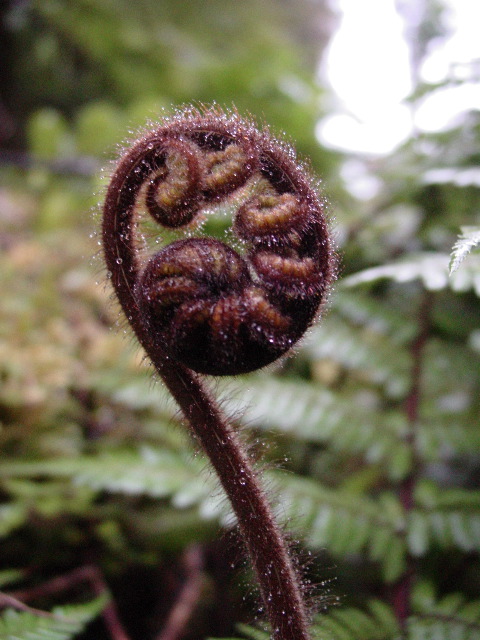 Moist Koru