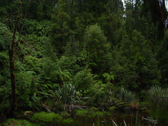 Forest Foliage