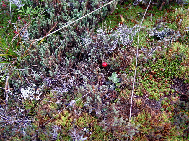 Alpine Tundra