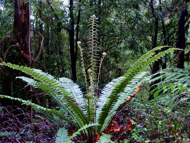 Portrait of a Fern