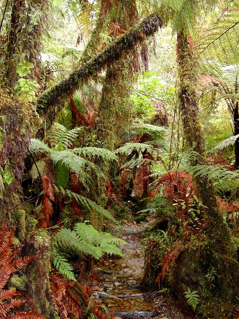 Forest Path